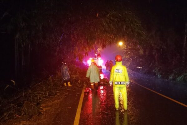 Gangguan Lalu Lintas di Sigaluh Akibat Pohon Bambu Tumbang, Polisi Banjarnegara Turun Tangan