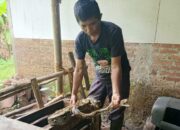 Tiga Ular Sanca Ditangkap di Cilongok Banyumas, Salah Satunya Ditemukan di Warung