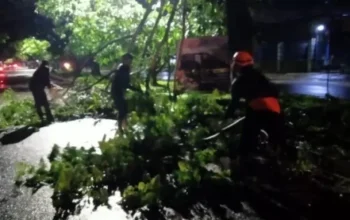 Jalan Raya Rajasa Gadang Tertimpa Dahan Pohon Trembesi Lapuk