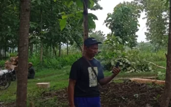 Kph Randublatung Blora Laporkan 18 Anggota Kth Terkait Penebangan Pohon