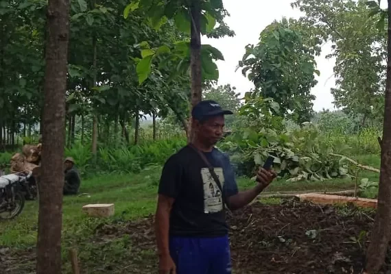 Penebangan Pohon Ilegal di Blora, Negara Rugi Puluhan Juta, 18 Anggota KTH Dilaporkan