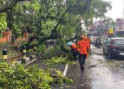 Lalin Mt Haryono Kota Malang Macet Panjang Akibat Pohon Tumbang