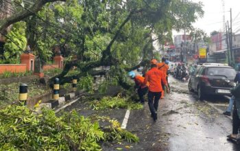 Lalin Mt Haryono Kota Malang Macet Panjang Akibat Pohon Tumbang