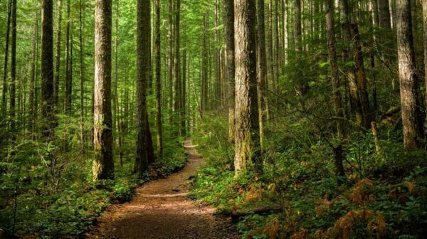 Mabuk Kecubung, 3 Remaja Demak Terjebak Di Hutan Somosari