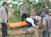 Mayat Terkelungkup Di Sawah Sragi, Keluarga Berkeras Tolak Autopsi