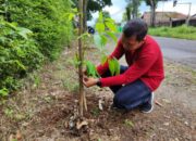 Penghijauan Berlanjut, DLH Banyumas Tanam 350 Pohon Tabebuya di Kawasan Publik