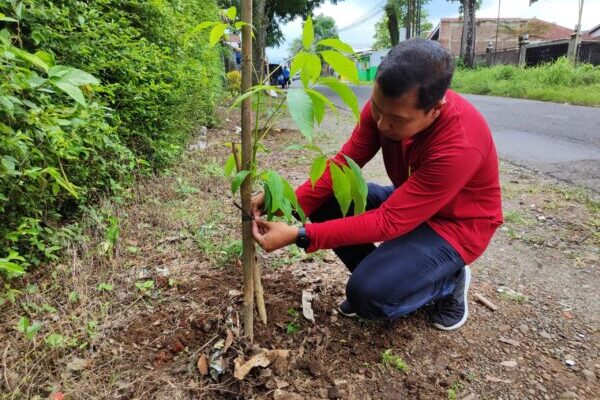 Gerakan Penghijauan, DLH Banyumas Tanam Ratusan Pohon Tabebuya