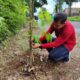 Penghijauan Berlanjut, Dlh Banyumas Tanam 350 Pohon Tabebuya Di Kawasan