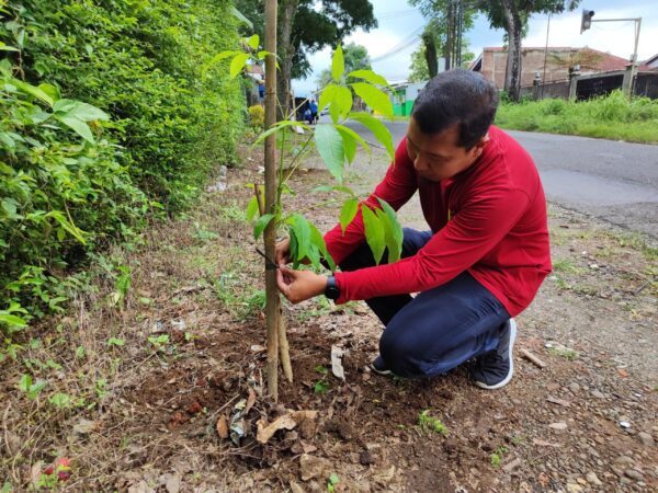 Penghijauan Berlanjut, Dlh Banyumas Tanam 350 Pohon Tabebuya Di Kawasan