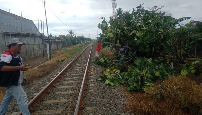 Pohon Tumbang Ganggu Perjalanan KA di Cilacap dan Banyumas, Terjadi Keterlambatan