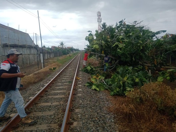 Pohon Tumbang Ganggu Perjalanan Ka Di Cilacap Dan Banyumas, Terjadi