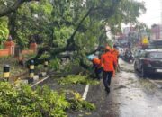 Pohon Tumbang Sebabkan Macet Panjang Di Jalan Mt Haryono Malang