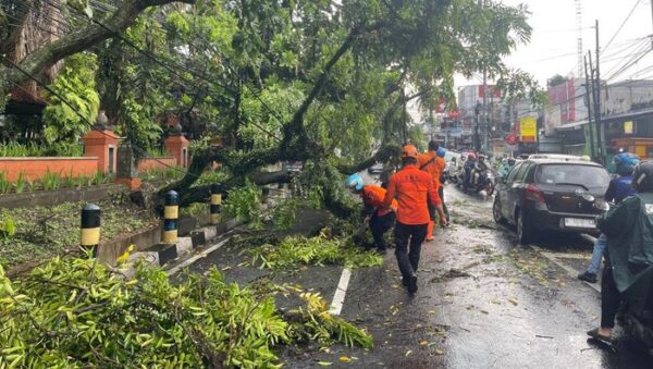 Lalu Lintas MT Haryono Kota Malang Lumpuh Akibat Pohon Tumbang