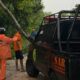 Pohon Tumbang Timpa Rumah Di Sukoharjo, Hujan Deras Dan Angin