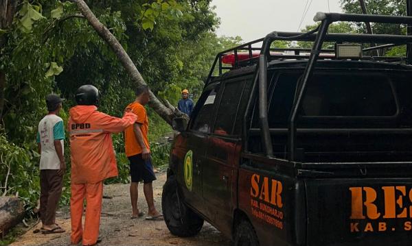 Pohon Tumbang Timpa Rumah Di Sukoharjo, Hujan Deras Dan Angin