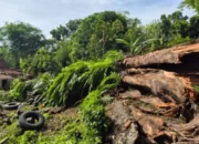 Pohon Tumbang di Tawangharjo Grobogan, Dua Rumah Mengalami Kerusakan Parah