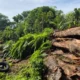 Pohon Tumbang Di Tawangharjo Grobogan, Dua Rumah Mengalami Kerusakan Parah