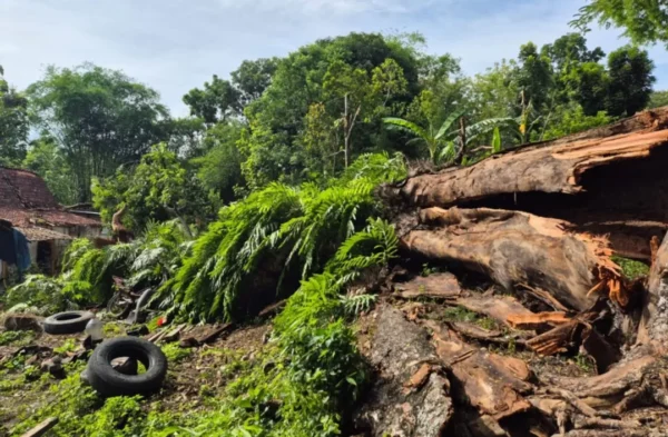 Pohon Tumbang Di Tawangharjo Grobogan, Dua Rumah Mengalami Kerusakan Parah