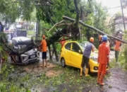 Insiden Pohon Tumbang di Terusan Dieng, Dua Kendaraan Rusak