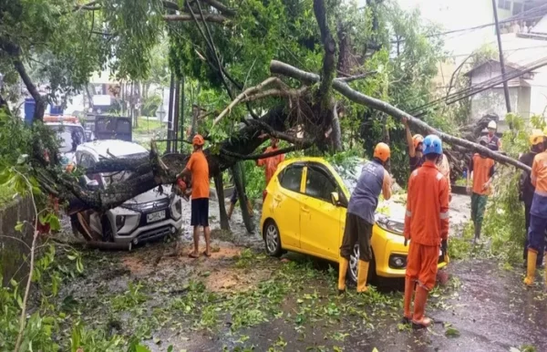 Pohon Tumbang di Terusan Dieng Malang, Dua Mobil Alami Kerusakan