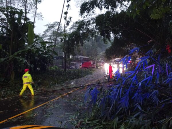 Polisi Banjarnegara Sigap Atasi Pohon Bambu Tumbang Yang Ganggu Lalu