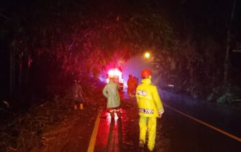 Polisi Banjarnegara Tangani Pohon Bambu Tumbang Yang Sebabkan Kemacetan Di