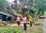 Polsek Pekutatan Evakuasi Cepat, Pohon Tumbang Timpa Rumah di Desa