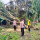 Polsek Pekutatan Evakuasi Cepat, Pohon Tumbang Timpa Rumah Di Desa