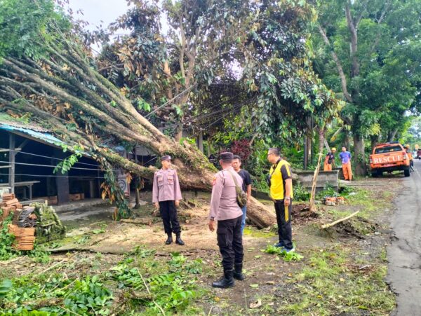 Polsek Pekutatan Evakuasi Cepat, Pohon Tumbang Timpa Rumah Di Desa