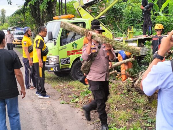 Polsek Pekutatan Evakuasi Pohon Tumbang, Rumah Warga Terselamatkan