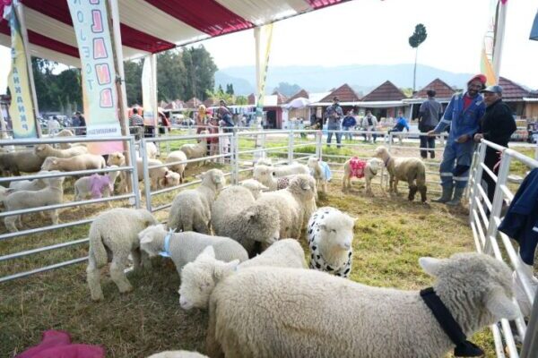 Program Upland Kementan Dorong Peningkatan Populasi Domba Batur di Banjarnegara