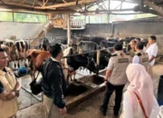 Satgas Pangan Polri Tingkatkan Pengawasan Susu Segar Di Jateng Jatim