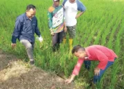 Sembilan Desa di Sukoharjo Terkena Hama Tikus, Petani Lakukan Gropyokan Serentak