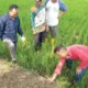 Sembilan Desa Di Sukoharjo Diserang Hama Tikus, Petani Siap Gelar