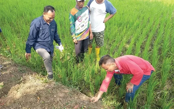 Petani di Sukoharjo Gelar Gropyokan Serentak Atasi Hama Tikus yang Serang Sembilan Desa