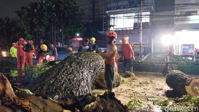 Trembesi Besar Roboh Di Kota Malang, Pengalihan Jalur Diberlakukan