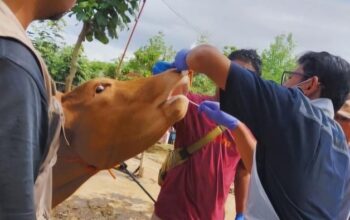 1.638 Sapi Di Jateng Terjangkit Pmk, Hanya 25 Yang Berhasil