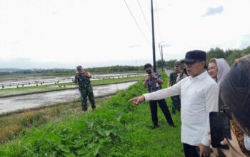 80 Hektare Sawah Terancam Kekeringan Akibat Normalisasi Sungai Beringin