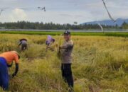 Aktif Di Lapangan, Bhabinkamtibmas Desa Pergung Perkuat Swasembada Pangan