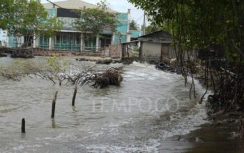 Bnpb Catat 3.987 Warga Terdampak Banjir Rob Di Tegal