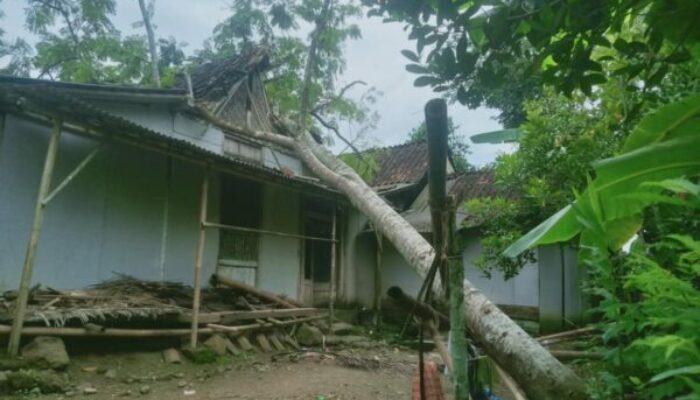 Angin Kencang di Banyumas, Pohon Bertumbangan dan Timpa Rumah Warga