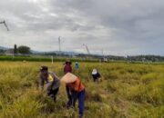 Kolaborasi untuk Ketahanan Pangan, Bhabinkamtibmas Desa Pergung Beraksi