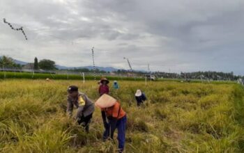 Bhabinkamtibmas Desa Pergung Aktif Dukung Swasembada Pangan