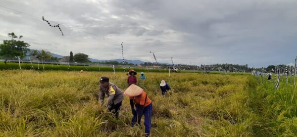 Bhabinkamtibmas Desa Pergung Aktif Dukung Swasembada Pangan