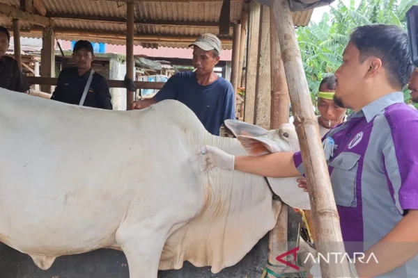 Antisipasi PMK, Pemkab Banyumas Lakukan Vaksinasi Massal pada Ternak