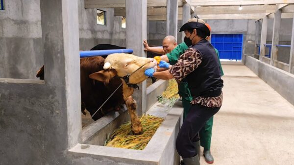 Cegah Virus Pmk, Satgas Banjarnegara Lakukan Pemantauan Rutin Di Kandang