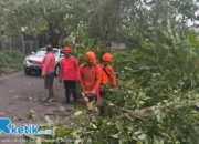 Cuaca Ekstrem, 9 Pohon Di Kota Malang Roboh Diterjang Angin