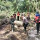 Di Tengah Hujan Deras, Upaya Evakuasi Korban Longsor Di Tumbang