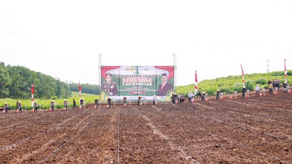 Gerakan Serentak Polda Jateng: Tanam Jagung Di Ribuan Hektar Untuk