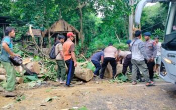 Jalur Denpasar Gilimanuk Lancar Kembali, Polsek Gilimanuk Evakuasi Pohon Tumbang